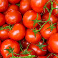 tomato_LOW