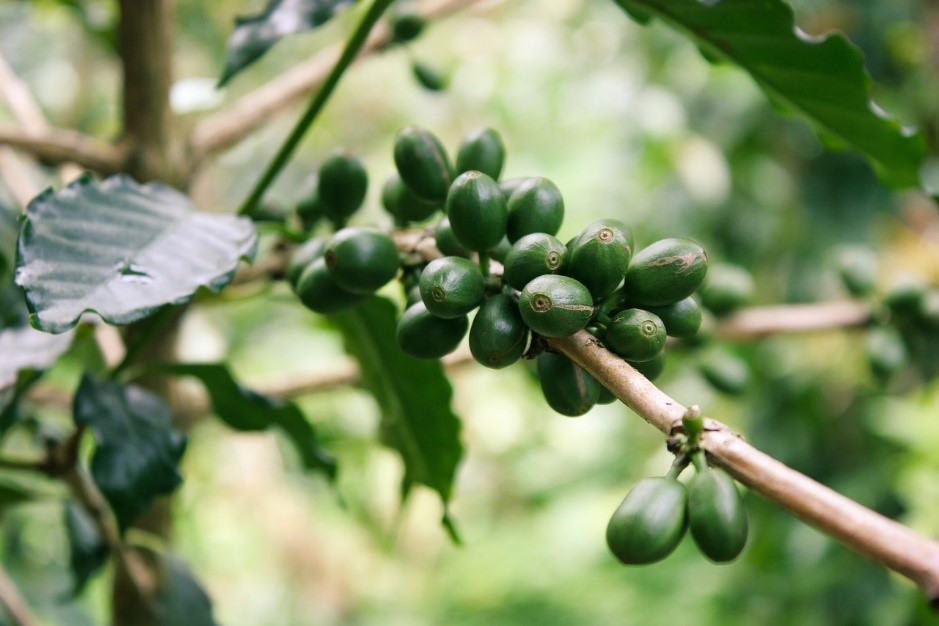 caffè verde benefici